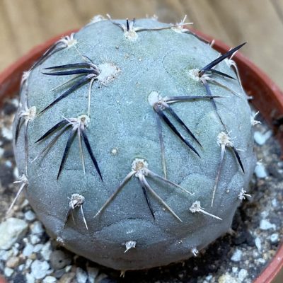 DP37414 Tephrocactus geometricus