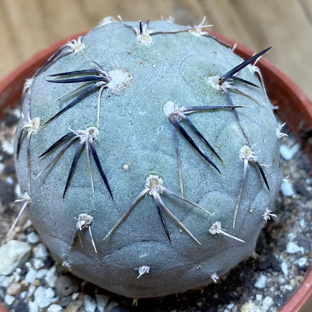 DP37414 Tephrocactus geometricus