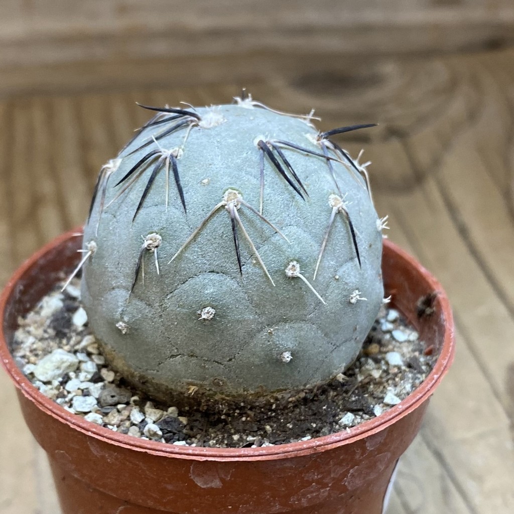 DP37414 Tephrocactus geometricus - Image 2