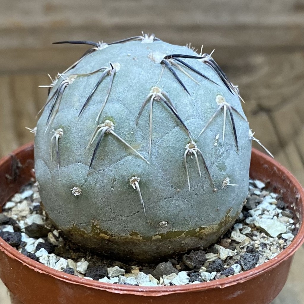 DP37414 Tephrocactus geometricus - Image 3