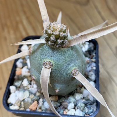 DP37415 Tephrocactus articulatus v. papyracanthus