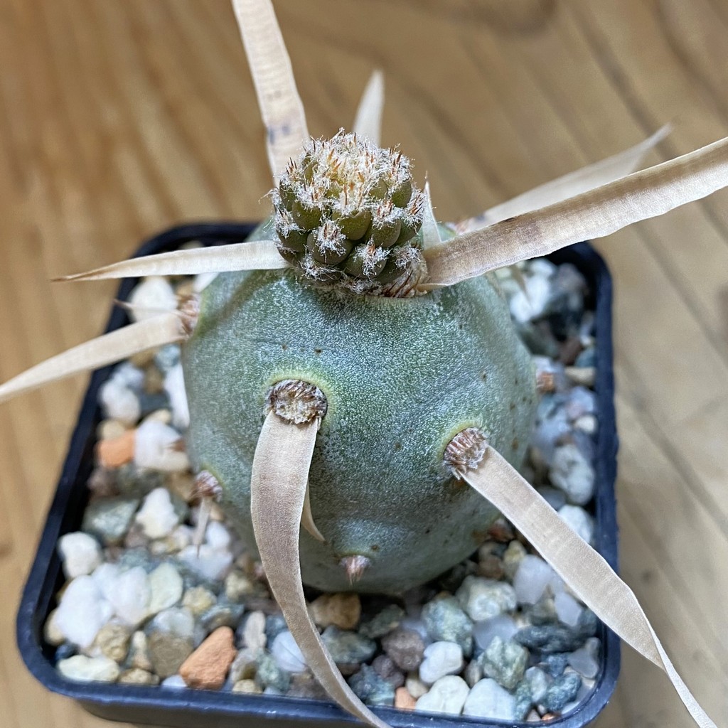 DP37415 Tephrocactus articulatus v. papyracanthus