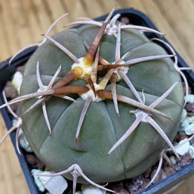 DP37347 Gymnocalycium bayrianum
