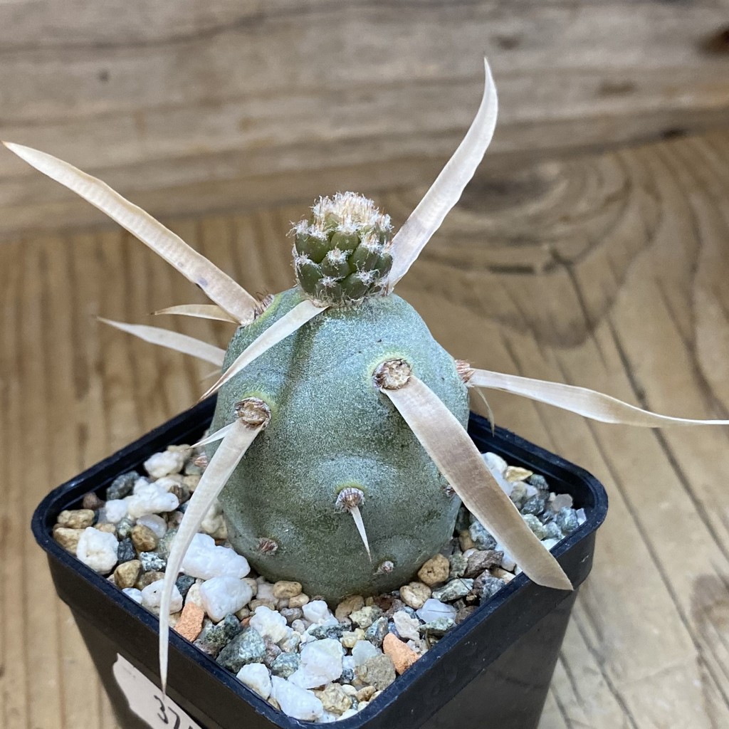 DP37415 Tephrocactus articulatus v. papyracanthus - Image 2