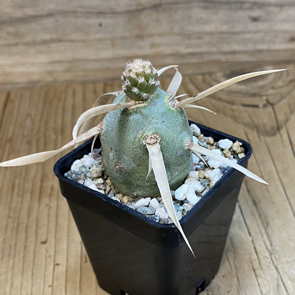 DP37415 Tephrocactus articulatus v. papyracanthus - Image 3