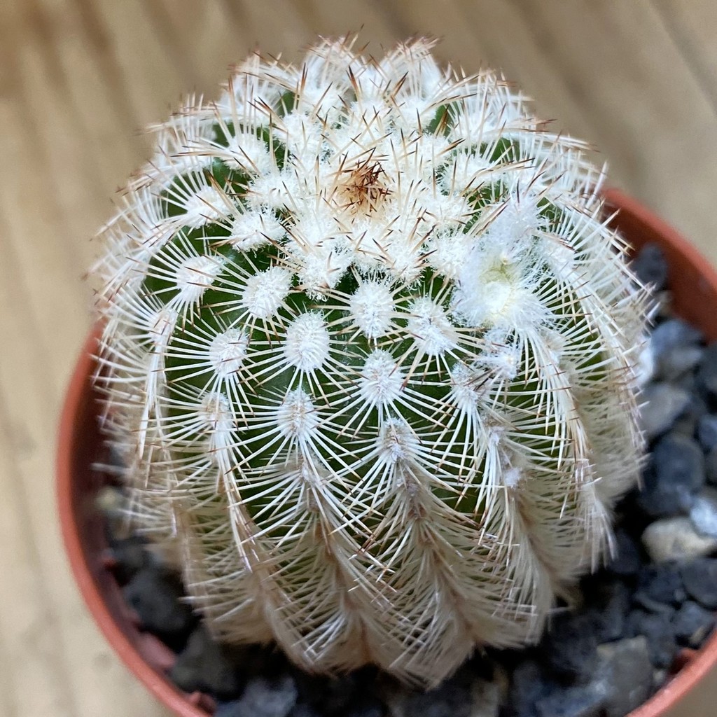 DP37416 Echinocereus reichenbachii hybrid