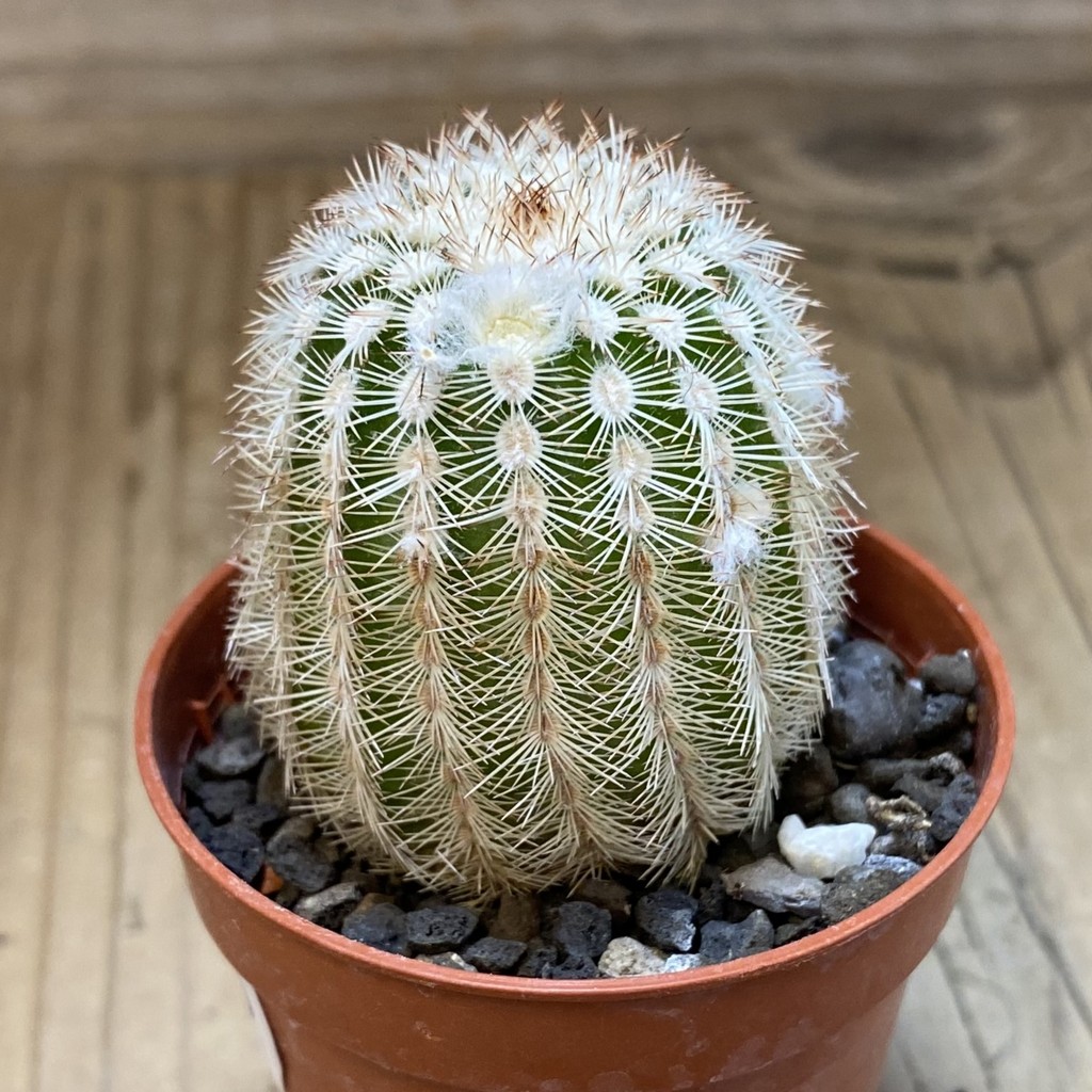 DP37416 Echinocereus reichenbachii hybrid - Image 2