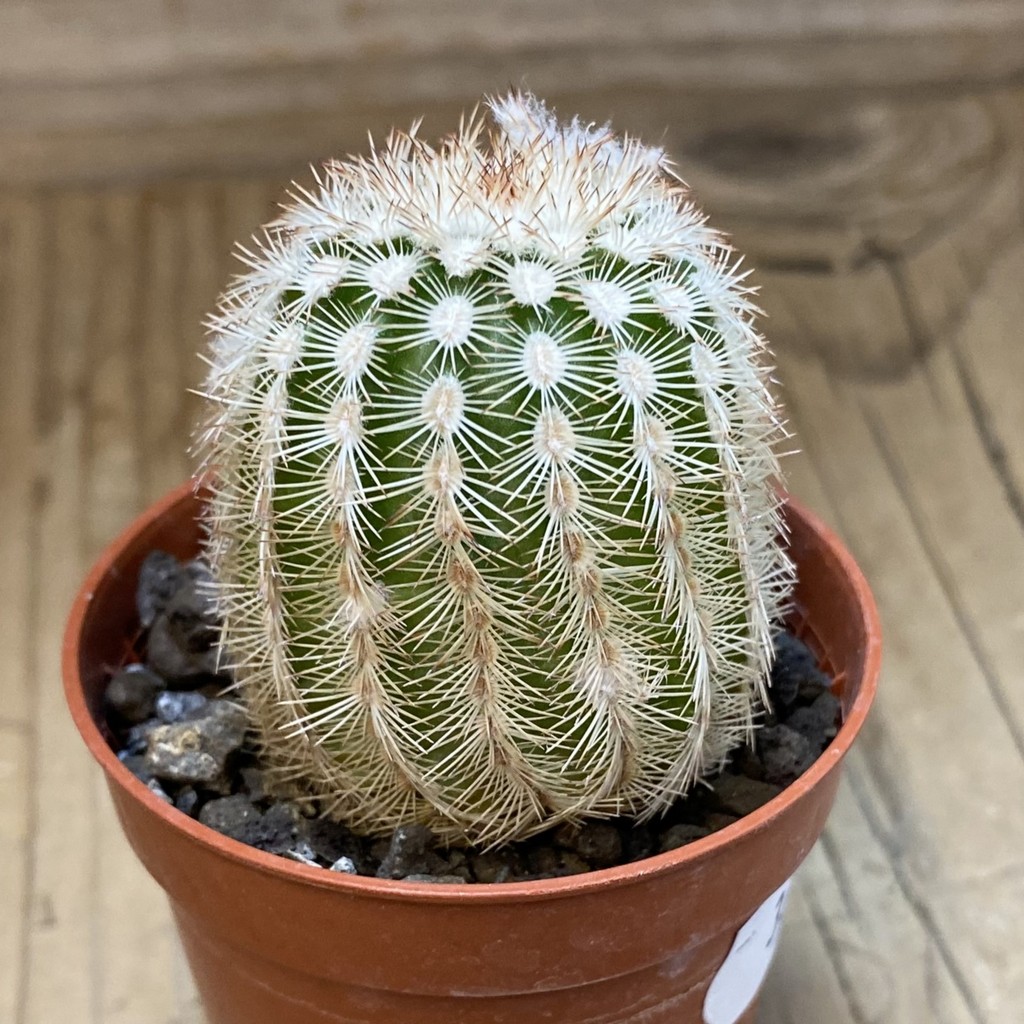 DP37416 Echinocereus reichenbachii hybrid - Image 3