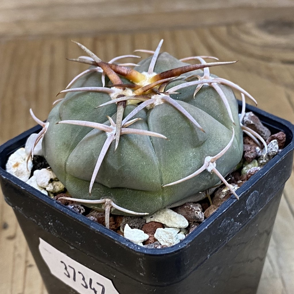 DP37347 Gymnocalycium bayrianum - Image 2