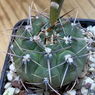 DP37419 Gymnocalycium ochoterenae GN237A