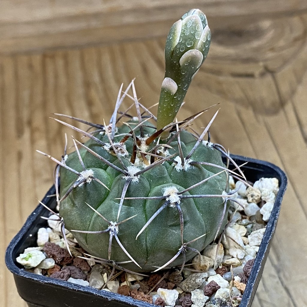 DP37419 Gymnocalycium ochoterenae GN237A - Image 2