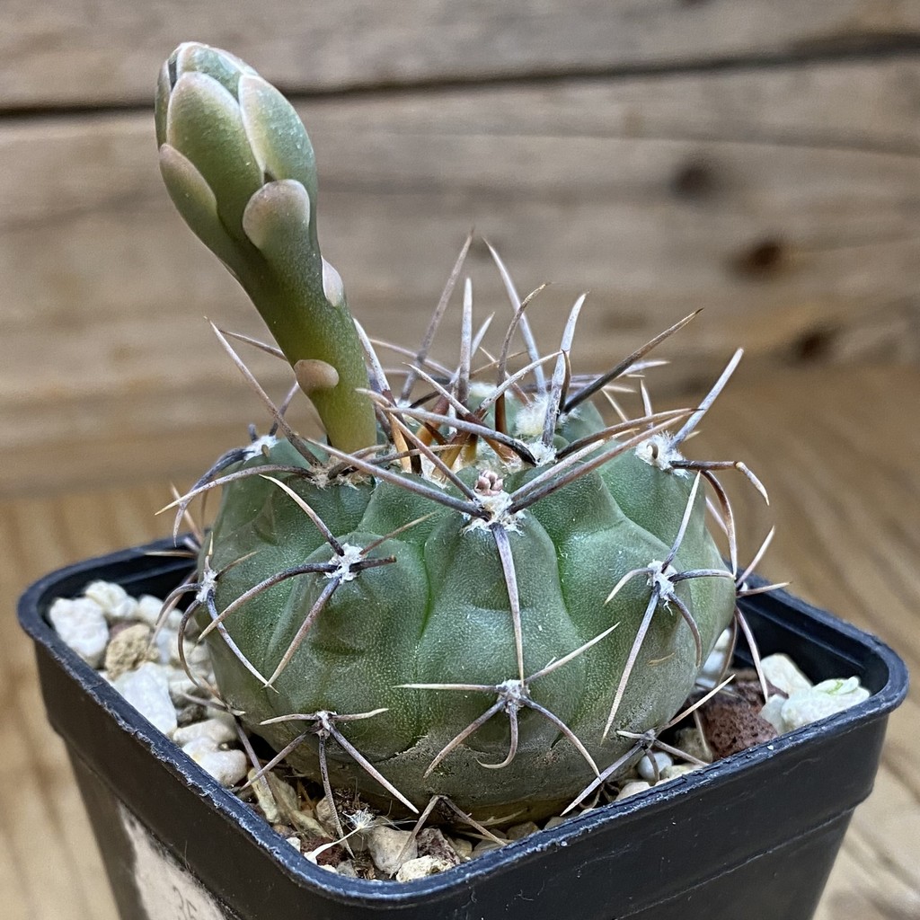 DP37419 Gymnocalycium ochoterenae GN237A - Image 3
