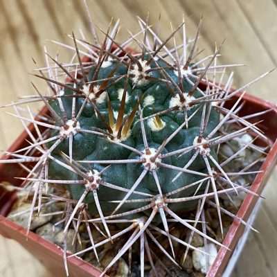 DP37420 Gymnocalycium neuhuberi