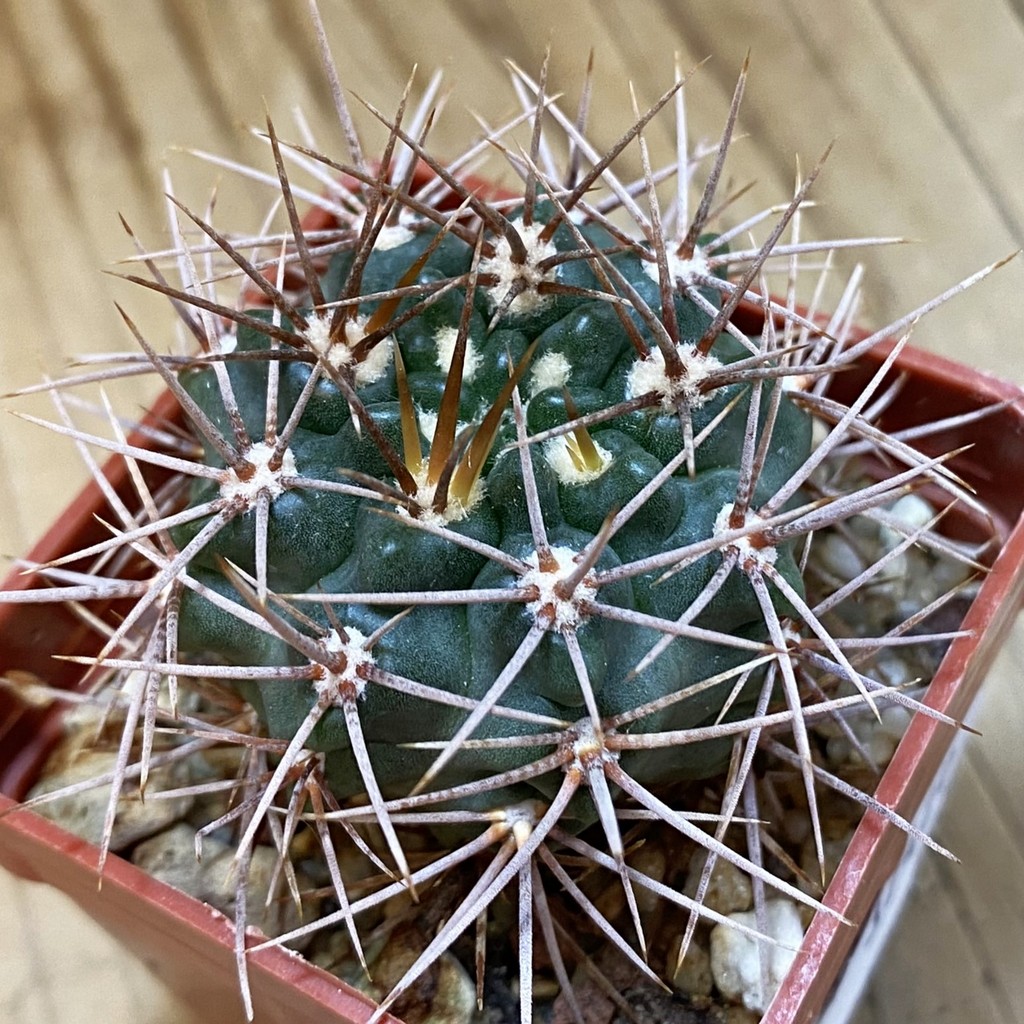 DP37420 Gymnocalycium neuhuberi