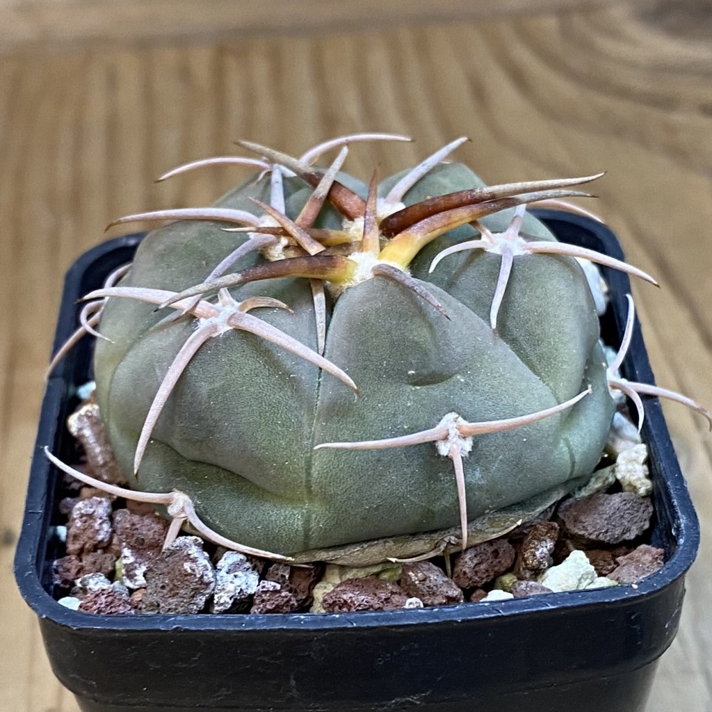 DP37347 Gymnocalycium bayrianum - Image 3