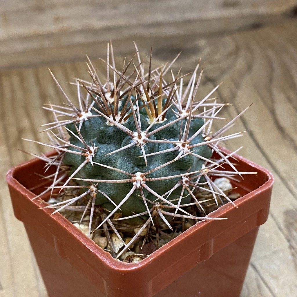 DP37420 Gymnocalycium neuhuberi - Image 2