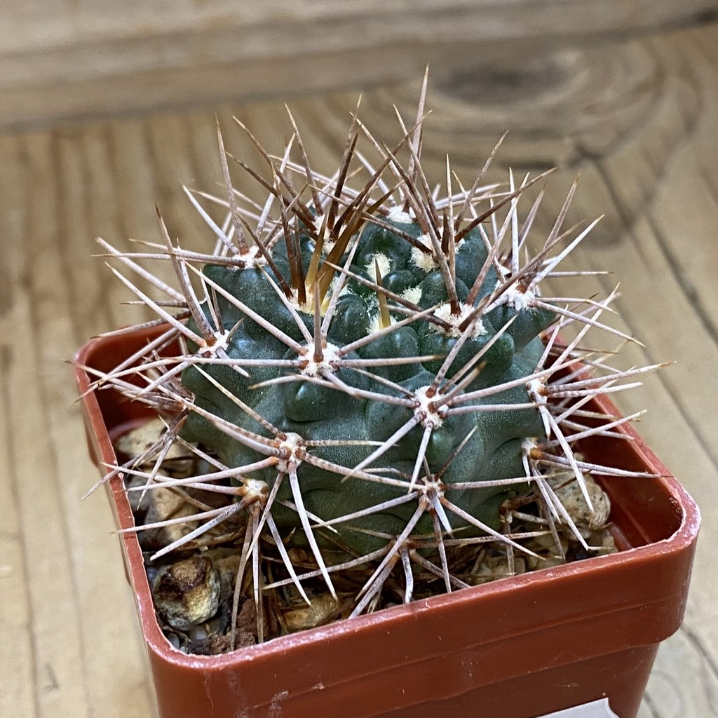 DP37420 Gymnocalycium neuhuberi - Image 3