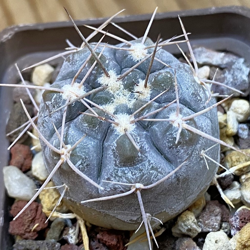 DP37421 Gymnocalycium aff. nogolense