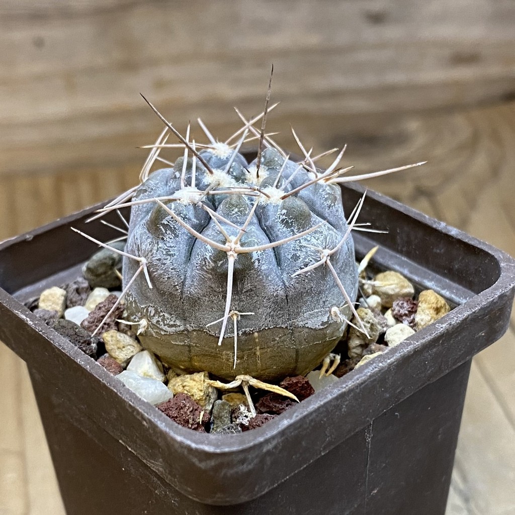 DP37421 Gymnocalycium aff. nogolense - Image 2