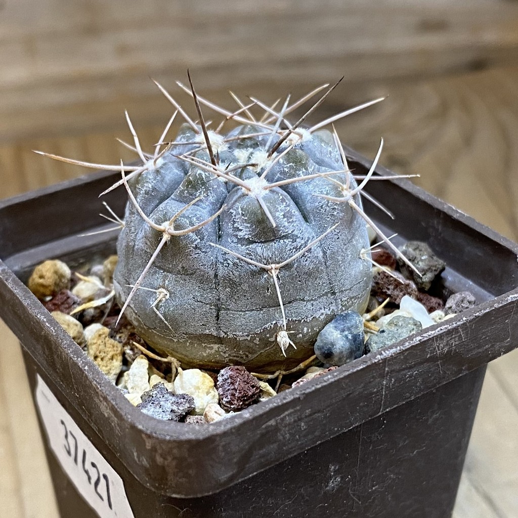 DP37421 Gymnocalycium aff. nogolense - Image 3