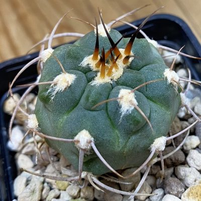 DP37422 Gymnocalycium tillianum VG643
