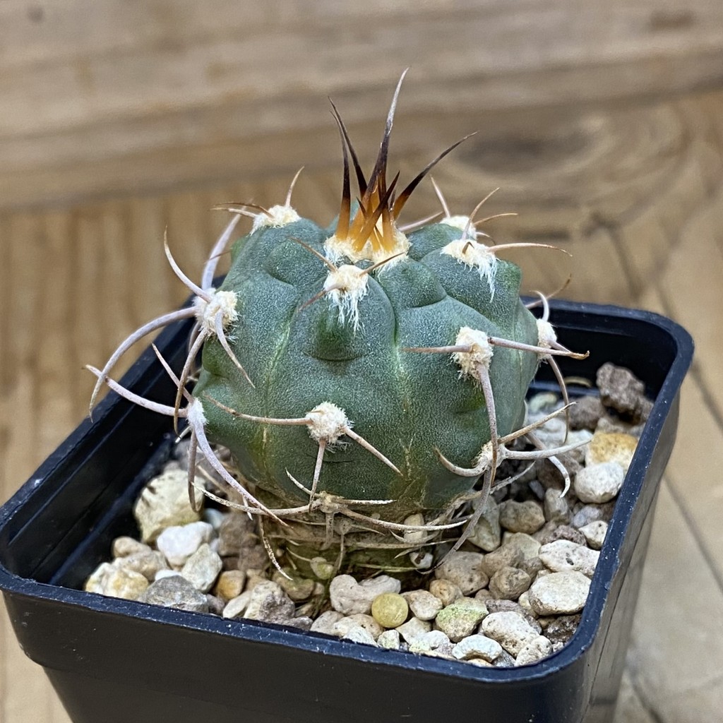DP37422 Gymnocalycium tillianum VG643 - Image 2