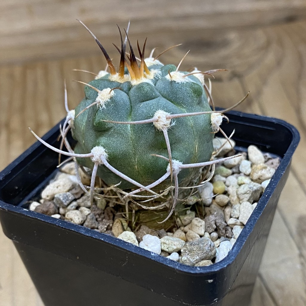DP37422 Gymnocalycium tillianum VG643 - Image 3