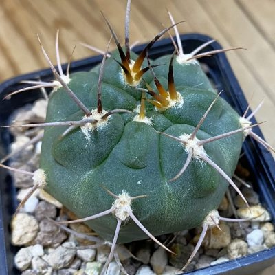DP37423 Gymnocalycium tillianum VG643