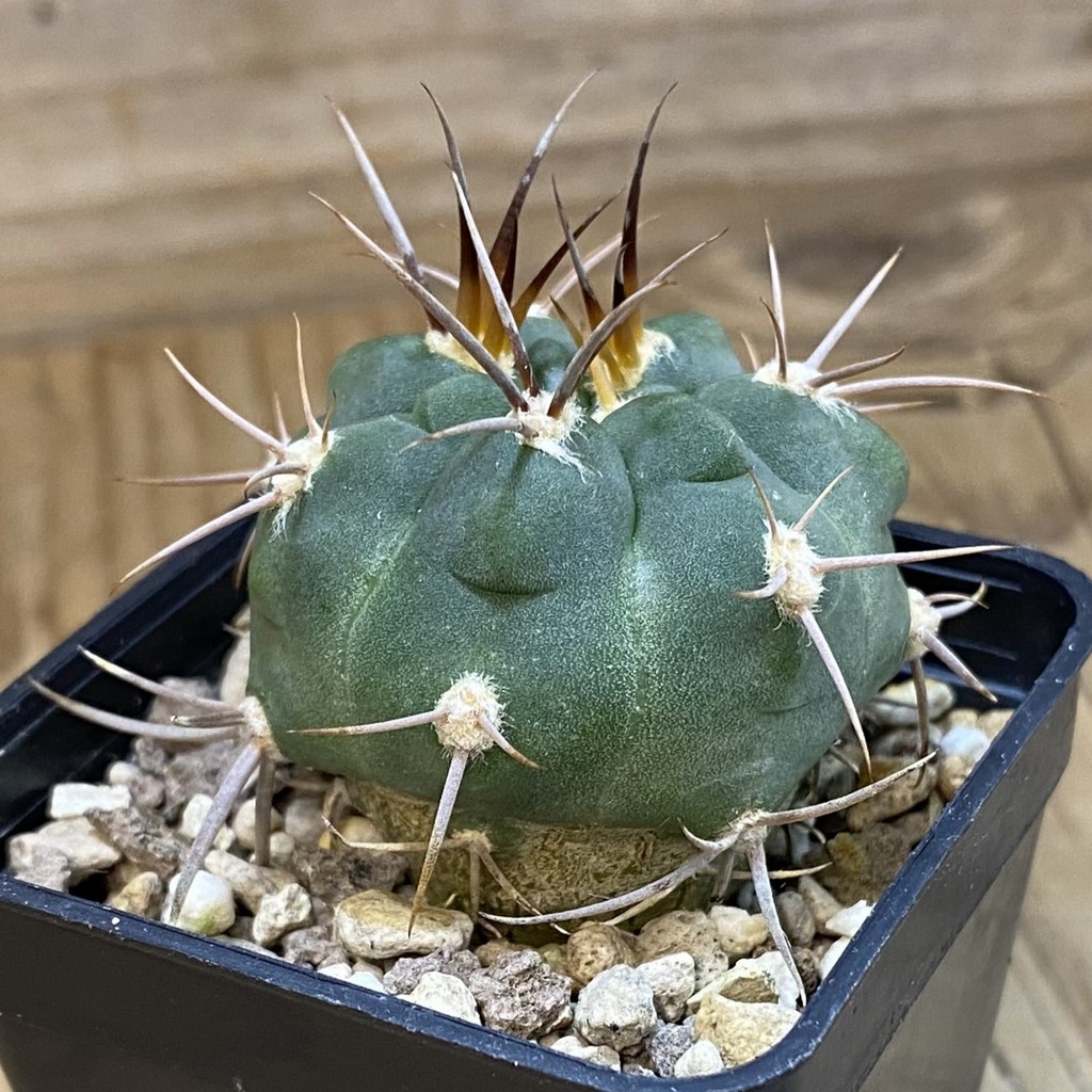 DP37423 Gymnocalycium tillianum VG643 - Image 2
