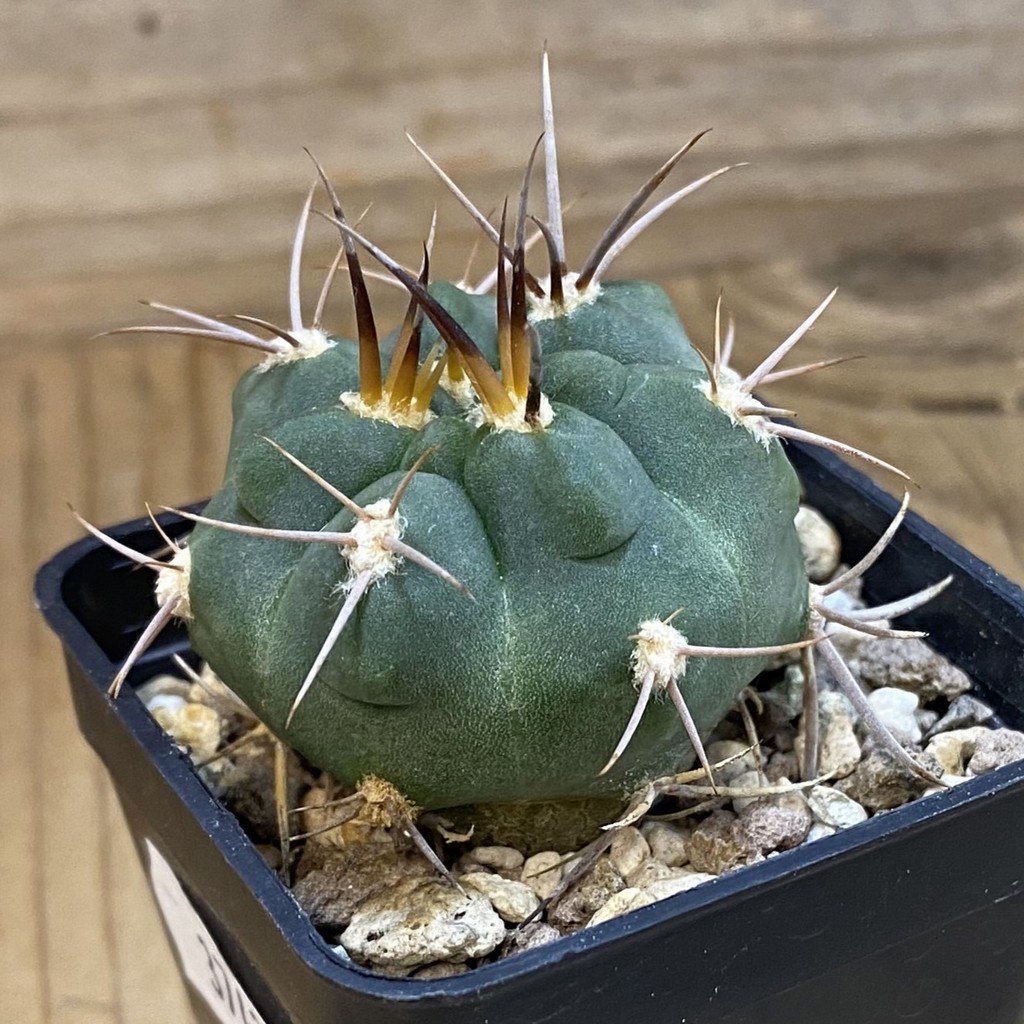 DP37423 Gymnocalycium tillianum VG643 - Image 3