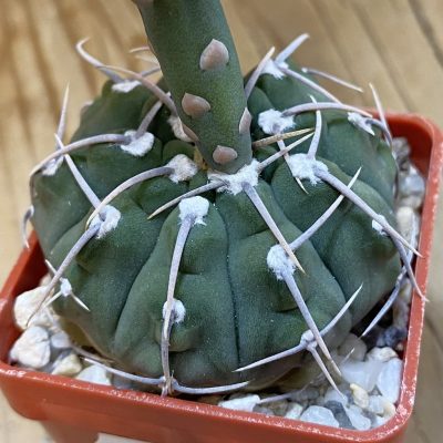 DP37425 Gymnocalycium vatteri, selection