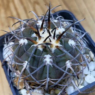 DP37348 Gymnocalycium spegazzinii