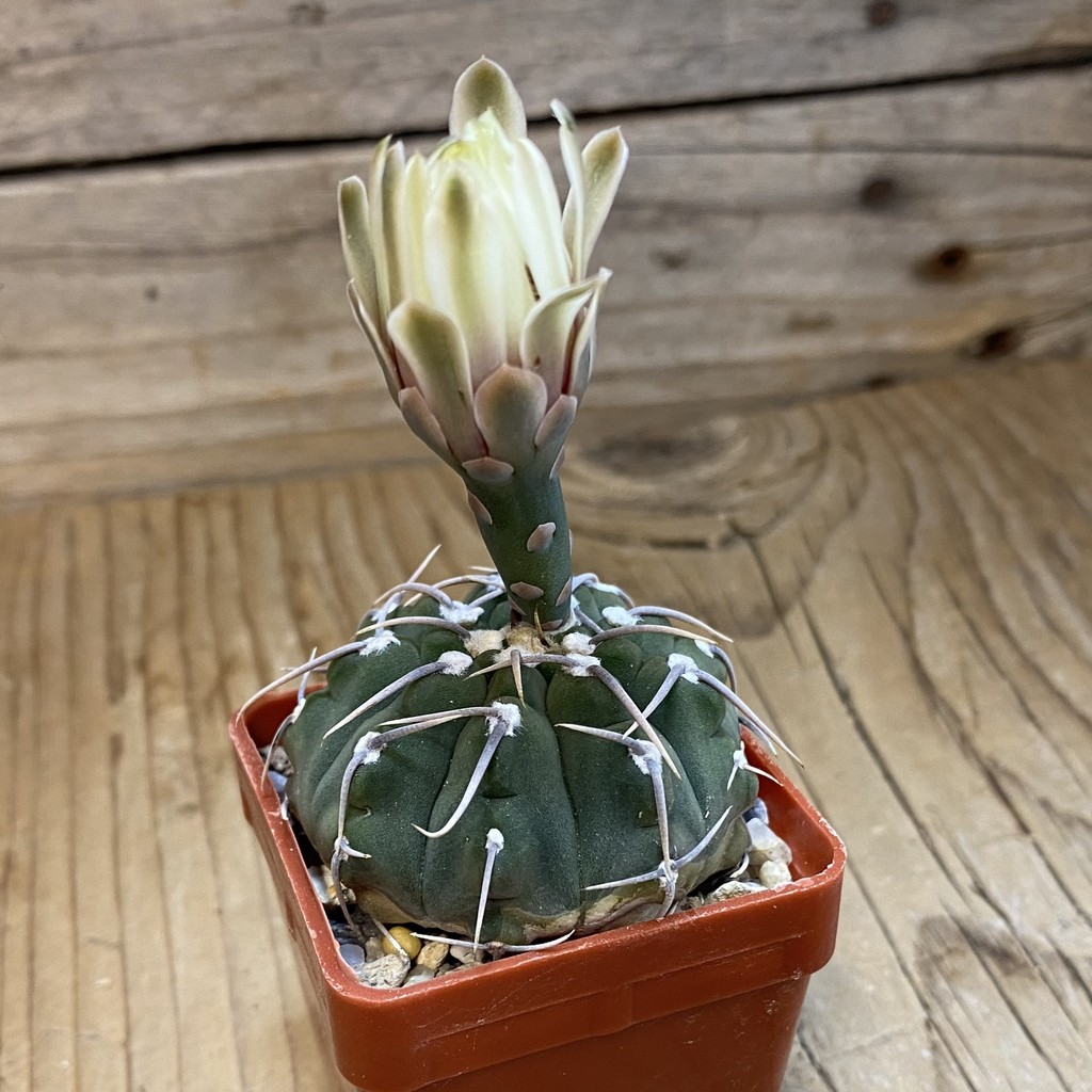 DP37425 Gymnocalycium vatteri, selection - Image 2