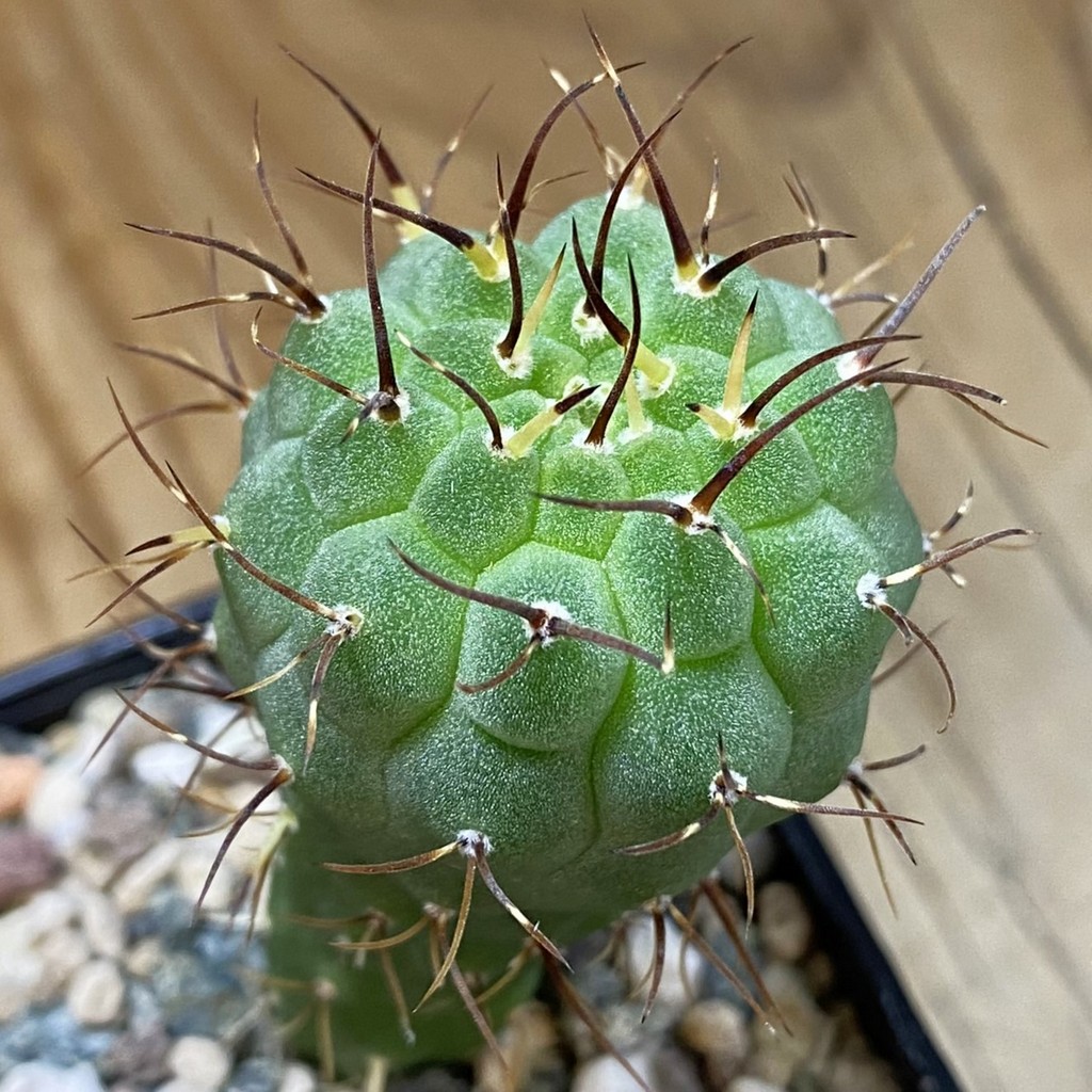 DP37428 Matucana madisoniorum