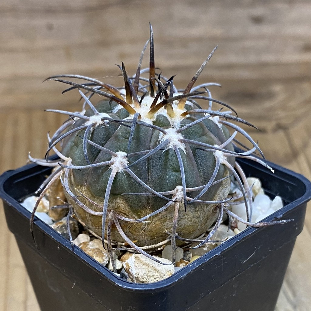 DP37348 Gymnocalycium spegazzinii - Image 2
