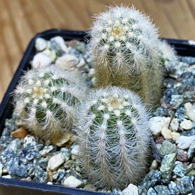DP37429 Pygmaeocereus rowleyanus
