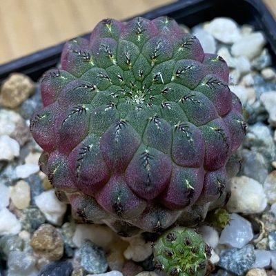 DP37430 Sulcorebutia rauschii