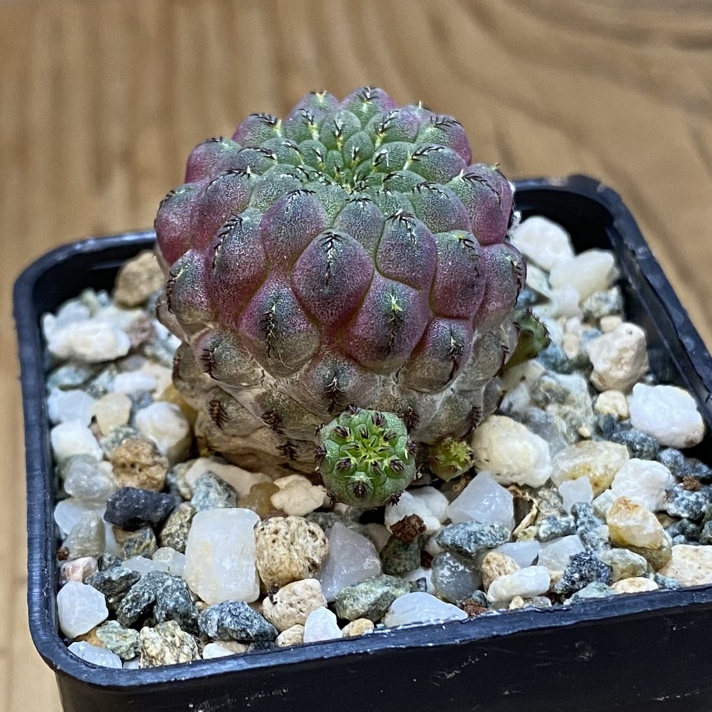 DP37430 Sulcorebutia rauschii - Image 2