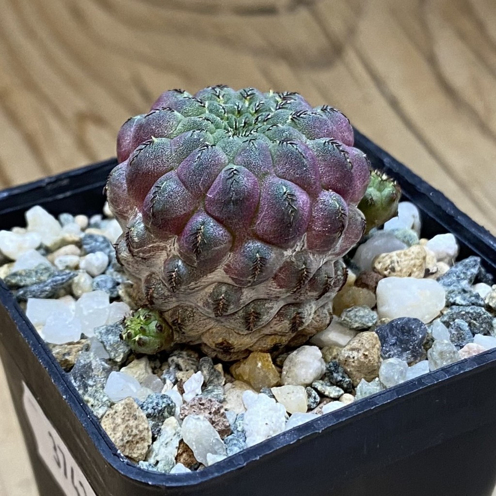 DP37430 Sulcorebutia rauschii - Image 3