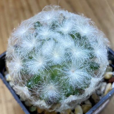 DP37431 Mammillaria plumosa