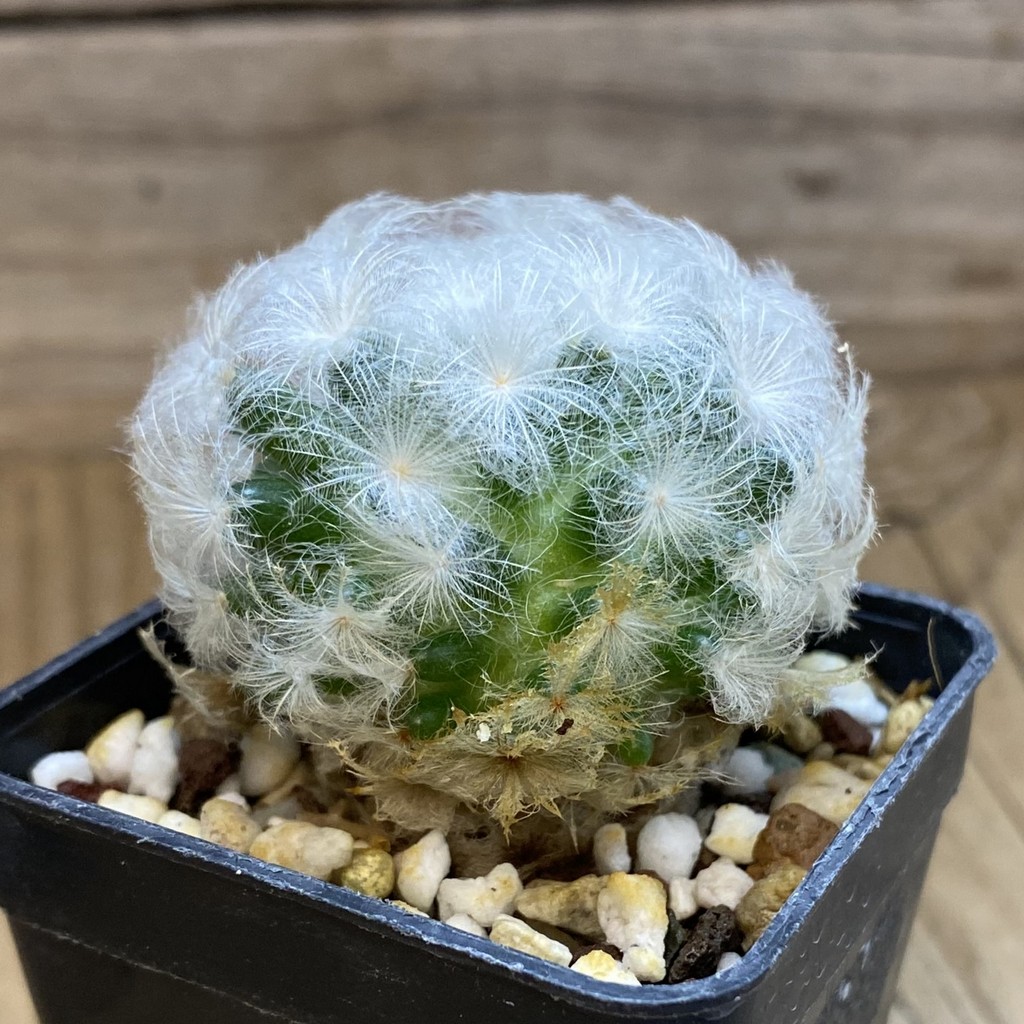 DP37431 Mammillaria plumosa - Image 2