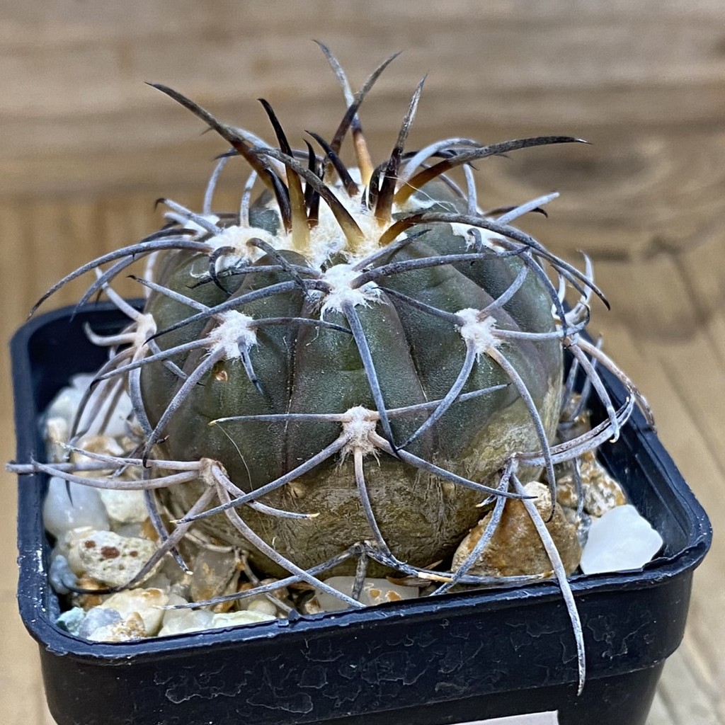 DP37348 Gymnocalycium spegazzinii - Image 3