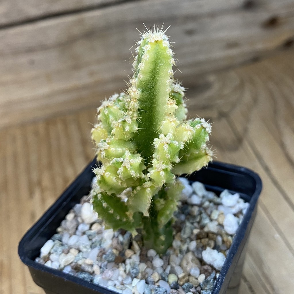 DP37432 Cereus tetragonus f. variegata - Image 2