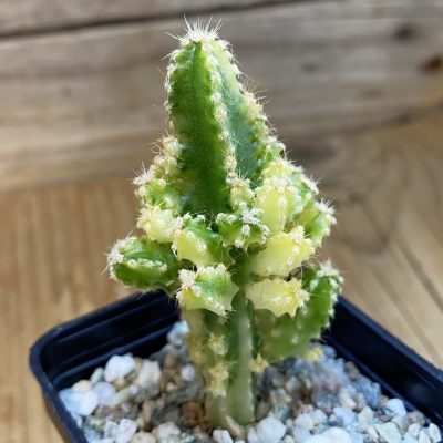 DP37432 Cereus tetragonus f. variegata