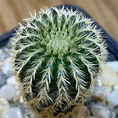 DP37433 Frailea magnifica