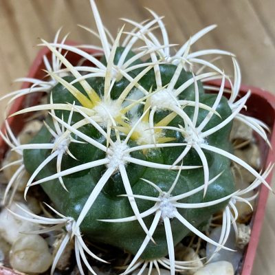 DP37436 Discocactus zehntneri ssp. alagoinhensis, own roots