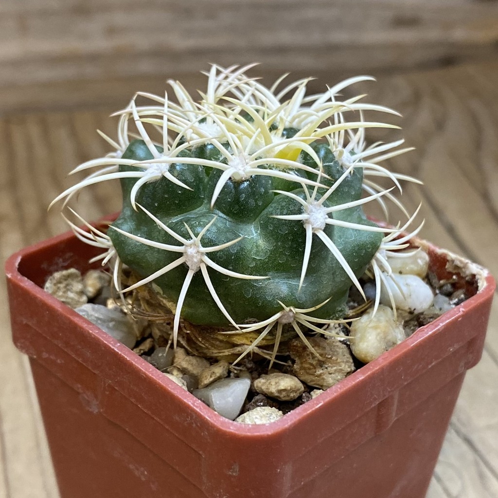 DP37436 Discocactus zehntneri ssp. alagoinhensis, own roots - Image 2