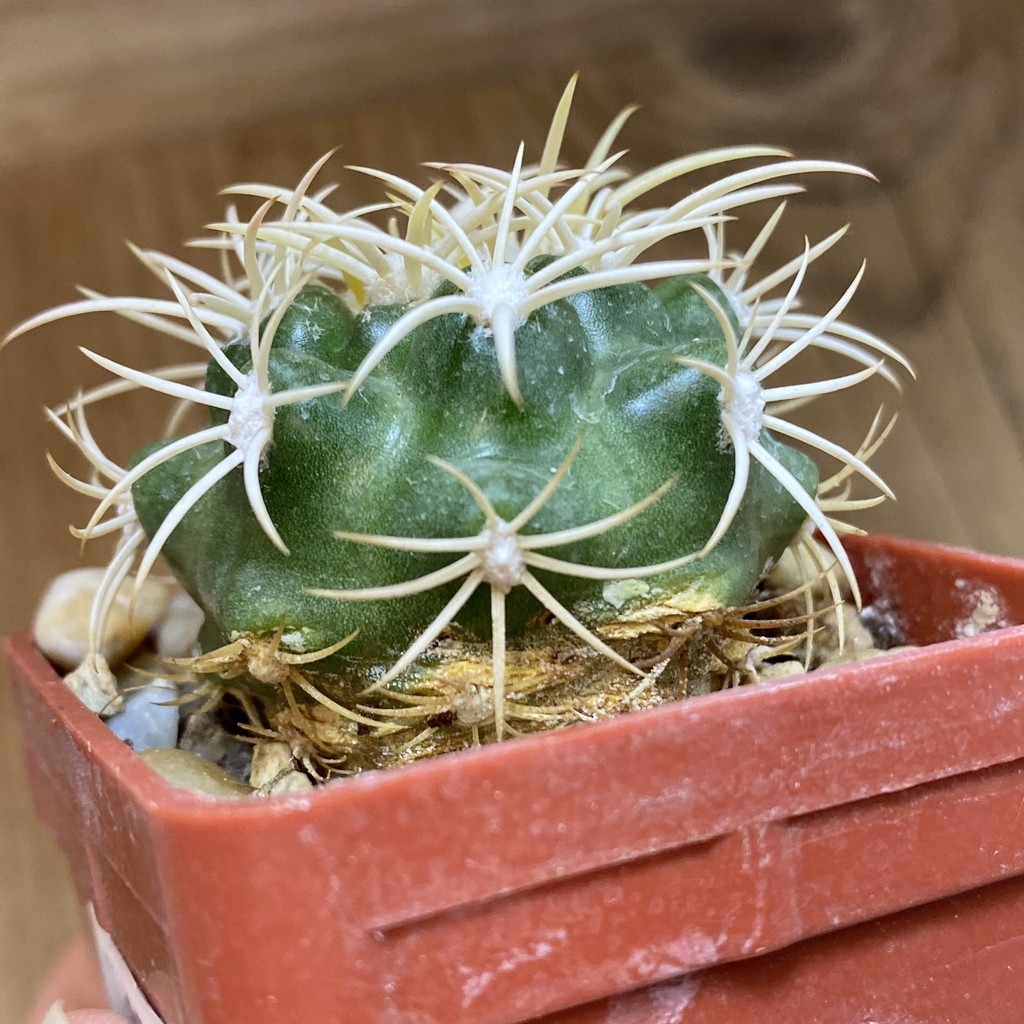DP37436 Discocactus zehntneri ssp. alagoinhensis, own roots - Image 3