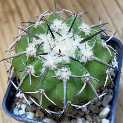 DP37437 Discocactus aff. alteolens MH 587, own roots