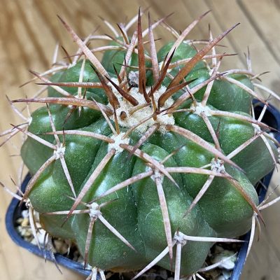 DP37438 Discocactus sp. Francisco Ayres II PI-244 MH 909, own roots
